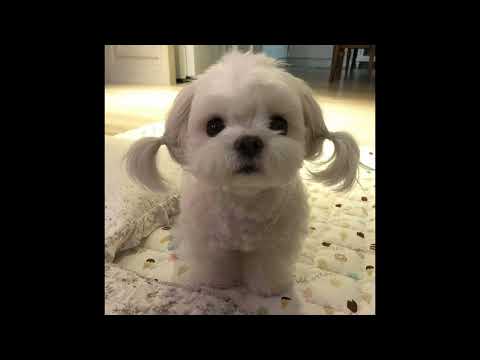 Видео: Музыка для флешмоба или танцуй если знаешь эти тренды без мата 2024 года