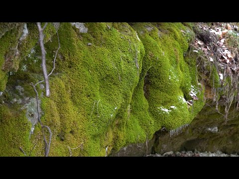 Видео: Липовая гора