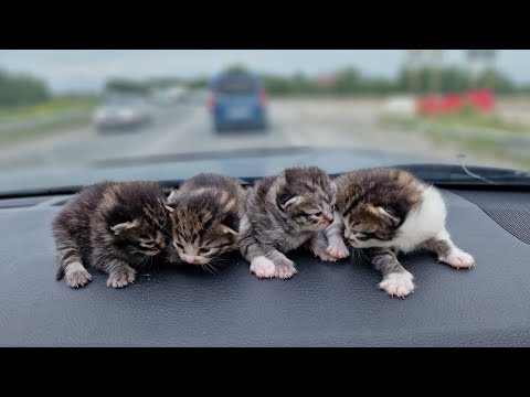 Видео: В подъезде случайно нашли новорождённых котят🤦‍♀️у одного котёнка нет лапки 😢saving homeless kittens