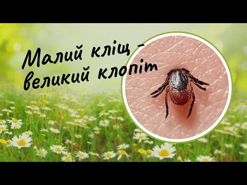 Видео: Кліщі: чим загрожують і як з ними співіснувати