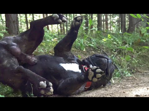 Видео: Часть 24. Французский бульдог который валяется в пропадине