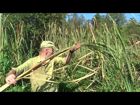 Видео: Режу рогоз, мою.