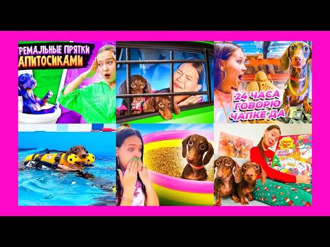 Видео: ЧАПИТОСИКИ УЧАСТВУЮТ ВО ВСЕХ ЧЕЛЛЕНДЖАХ🥰❤🐶
