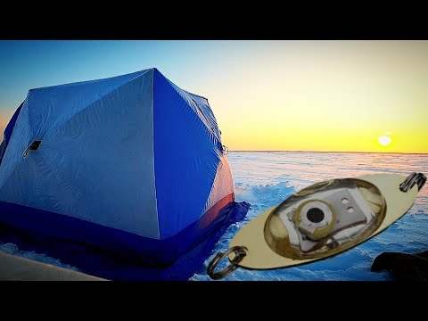 Видео: Налим на стук. МАНОК РАБОТАЕТ. Рыбалка удалась. #туруханск #енисей #2023