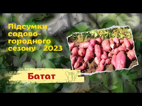 Видео: Як уродив батат. Перший урожай - перший досвід