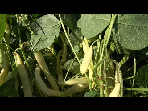 Видео: Епизод 75. За зеления фасул. Отговори на въпроси.