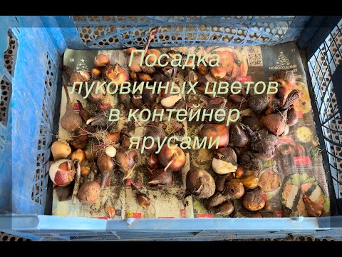 Видео: Посадка луковичных цветов ярусами в контейнер