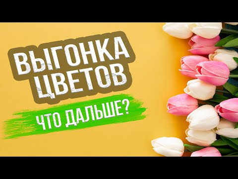 Видео: Как сохранить луковицы после выгонки?