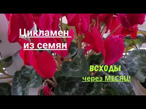 Видео: 🌸 Цикламен из семян 🌸 Всходы через МЕСЯЦ! 🌸 Часть 2