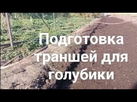 Видео: Подготовка траншей для голубики