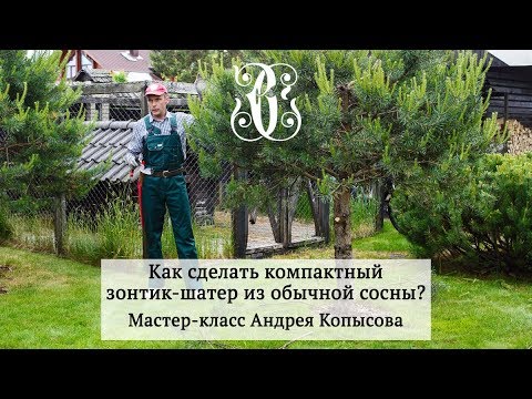 Видео: Как сделать компактный зонтик-шатёр из обычной сосны? Мастер-класс Андрея Копысова