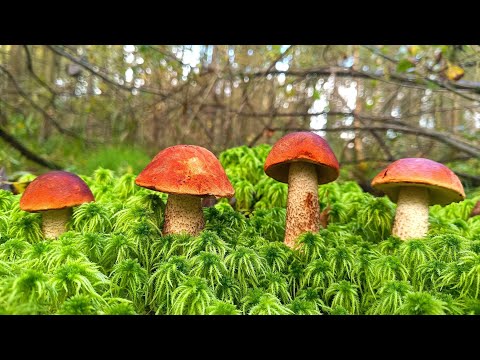 Видео: ГРИБНИК ЗАШЁЛ В ЕЛЬНИК И БЫЛ В ШОКЕ! ВЕСЬ ЛЕС ЗАРОС ПОДОСИНОВИКАМИ И БЕЛЫМИ ГРИБАМИ! ГРИБЫ ПОЛЯНАМИ!
