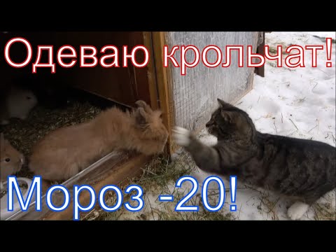 Видео: Чтобы крольчата не замерзли делай так! Кролики зимой в мороз!