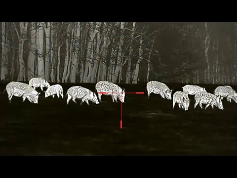 Видео: устранение самого разрушительного вредителя в Америке