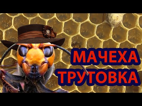 Видео: ИСПРАВЛЯЮ ТРУТОВУЮ СЕМЬЮ ПРОСТОЙ СПОСОБ!!!