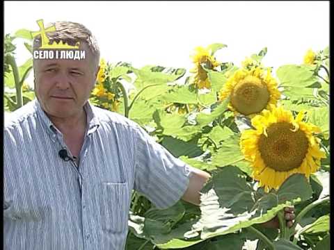 Видео: Село і люди: СТОВ "Агроко"