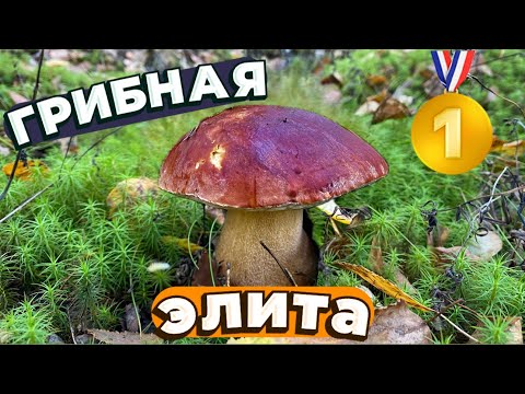 Видео: 🍄‍🟫ОТБОРНЫЕ БОРОВИКИ! ЛУЧШИЙ ЛЕС СЕЗОНА! Грибы2024