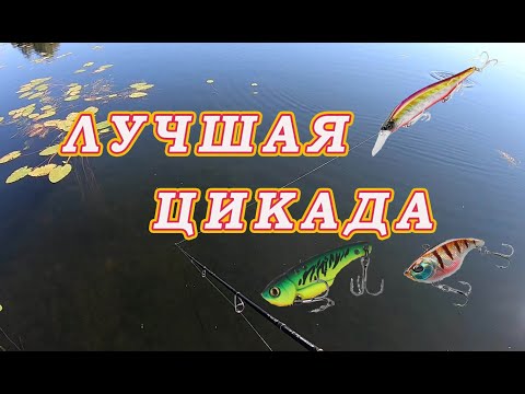 Видео: УБОЙНАЯ ПРИМАНКА ЦИКАДА просто Удивила тем Как на неё клюёт! Разловлен тонущий новый воблер!