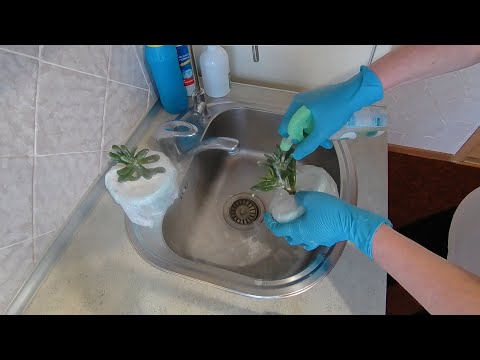 Видео: Борьба с мучнистым червецом | Проливаю грунт актарой.