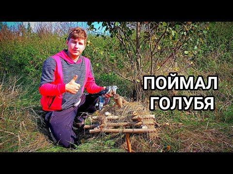 Видео: ЛОВУШКА ПИРАМИДА НА ФАЗАНА!!!ЕСТЬ ФАЗАН!!!ПОЙМАЛ ГОЛУБА!!!