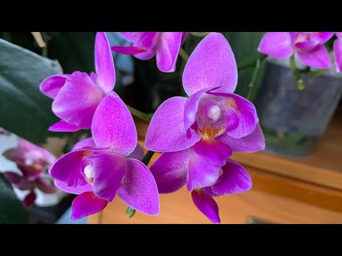 Видео: Орхидеи в бывшей детской, красивое цветение! Поливаю, любуюсь! (27-28.10.25)