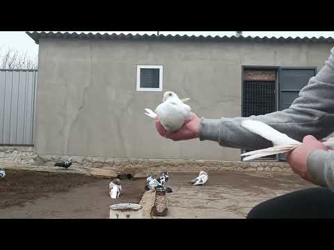 Видео: +380933048775 город Снигиревка николаевские голуби 