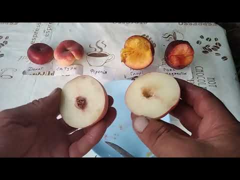 Видео: Персики та нектарини на початку серпня. Дегустація.