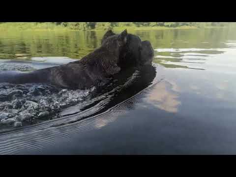 Видео: Питомник кане корсо ELITE LEGION