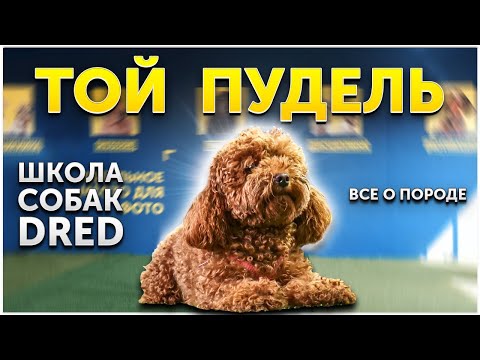 Видео: Обзор породы Той Пудель | Кому подойдет такая маленькая собака | Особенности породы и происхождение
