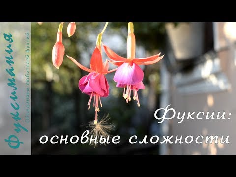 Видео: Фуксии: основные сложности