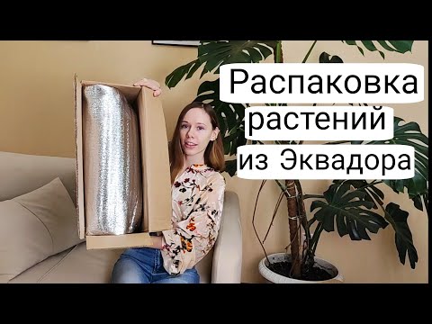 Видео: Распаковка ЗИМОЙ растений из ЭКВАДОРА  | Живы ли Антуриумы?