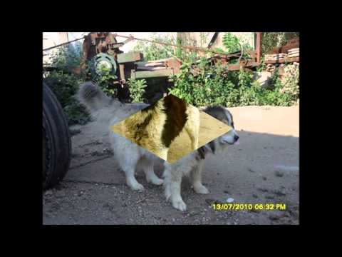 Видео: Каракачанско Куче !