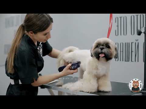 Видео: СТРИЖКА КОРПУСА ШИ-ЦУ | Груминг ши-тцу | Академия Блэкгрумер