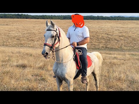 Видео: Лошади. Жеребцы. Корм.