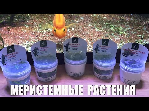 Видео: Меристемные аквариумные растения