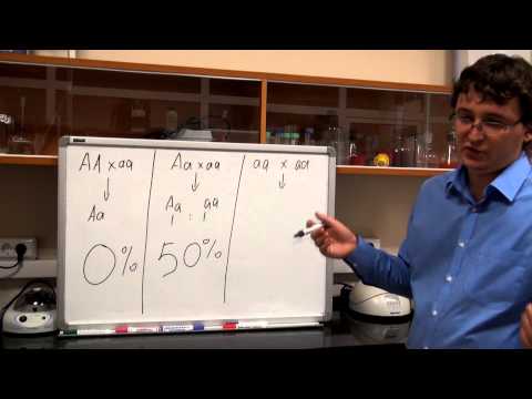 Видео: Моногибридное скрещивание. Разбор задачи №1.3