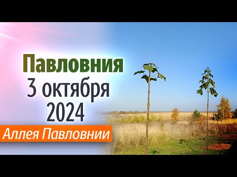 Видео: Аллея Павловнии на 3.10.2024