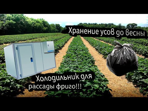 Видео: ХОЛОДИЛЬНИК ДЛЯ ФРИГО !!!  ХРАНЕНИЕ РАССАДЫ КЛУБНИКИ ЗИМОЙ