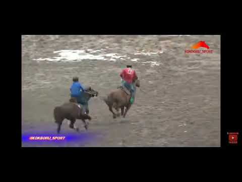 Видео: Кутман балбан Улан балбандын Залатой деген аты менен 5000 сомго таштады