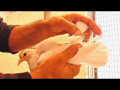 Видео: Почему так бывает у голубя? Why does this happen with pigeons? 