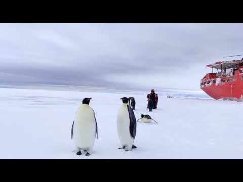 Видео: В Антарктиде льдины