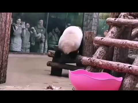Видео: В жизни всякие оказии случаются! 😊 Но, как бы тебя не назвали, ты всё равно, наша любимая КАТЮША!🥰🐼