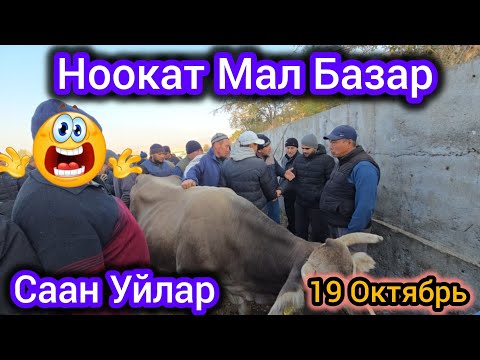 Видео: Ноокат Мал Базар Саан Уйлар Соода Өтө Дадил болду Мал Тыгылып кетти 19 Октябрь