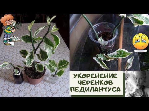 Видео: Видосик об укоренении черенков педилантуса после обрезки.Вся правда о моих неудачах и удачах