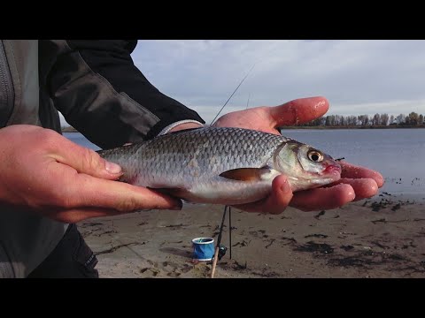 Видео: КОНЕЦ ОКТЯБРЯ И ТАКОЙ КЛЁВ! ПЛОТВА ИДЁТ НА ЯМЫ И ПО ПУТИ НАБИРАЕТ ЖИР...