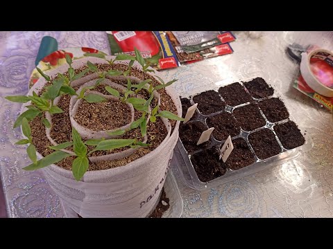Видео: Агрономы любят этот способ. Посев перца проверенным способом.