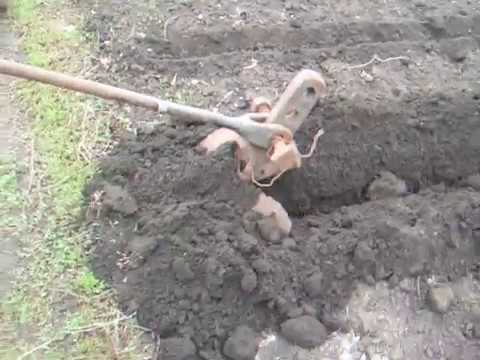 Видео: Посадка картофеля под плужок