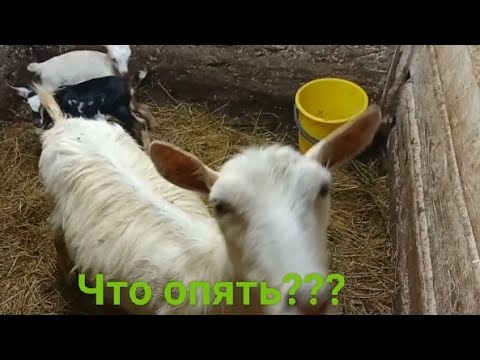 Видео: Коза окотилась дважды за год!