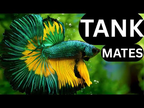 Видео: 7 идеальных соседей по аквариуму для вашей петушиной рыбки (они действительно уживаются!)
