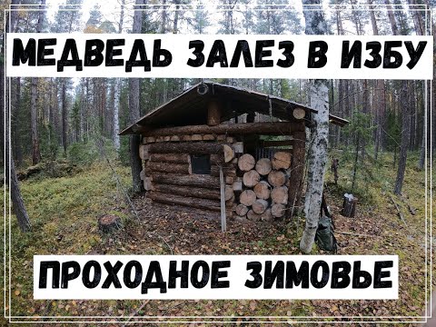 Видео: Медведь залез в избу.